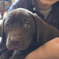 AKC Moose, a male Labrador Retriever for sale in Sanderson, FL – Photo 4 of 4
