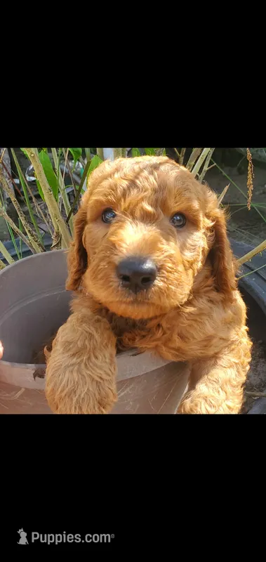 Chloe – Goldendoodle puppy for sale in Sanderson, FL