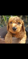 Chloe, a female Goldendoodle for sale in Sanderson, FL – 1 of 1