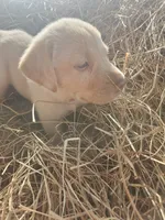 Casper, a male Great Pyrenees and Labrador Retriever for sale in Sanderson, FL – 3 of 4