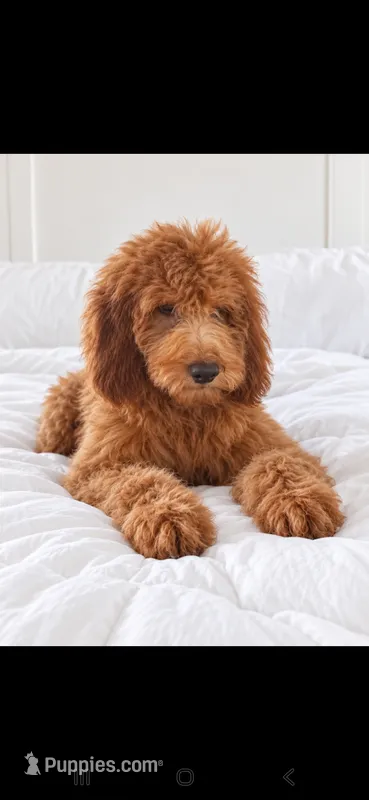 Teddy – Goldendoodle puppy for sale in Sanderson, FL