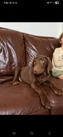 AKC Molly, a female Labrador Retriever for sale in Sanderson, FL – 2 of 7