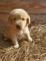Fluffy, a male Great Pyrenees and Labrador Retriever for sale in Sanderson, FL – 3 of 4