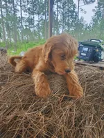 Bentley, a male Goldendoodle for sale in Sanderson, FL – 3 of 8