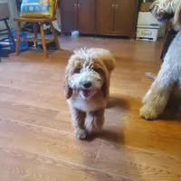 Goldendoodle female puppy, a female Goldendoodle for sale in Sanderson, FL – Photo 7 of 9