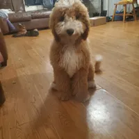 Goldendoodle female puppy, a female Goldendoodle for sale in Sanderson, FL – Photo 8 of 9