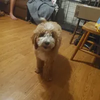 Goldendoodle female puppy, a female Goldendoodle for sale in Sanderson, FL – Photo 9 of 9