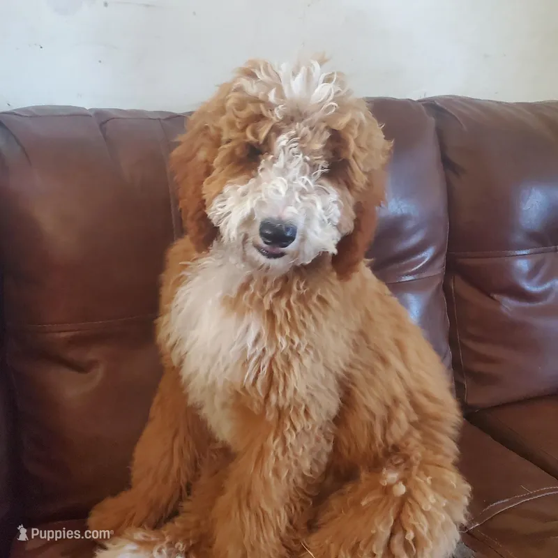 Millie female Goldendoodle 