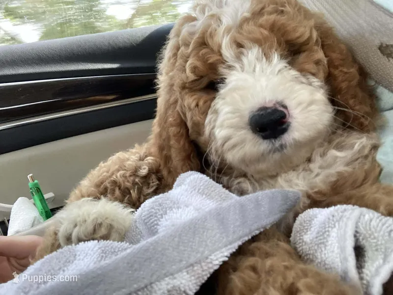 Goldendoodle female puppy