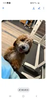 Goldendoodle female puppy, a female Goldendoodle for sale in Sanderson, FL – Photo 2 of 9