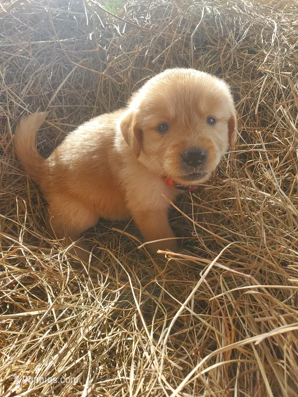 Bear – Great Pyrenees, Labrador Retriever puppy for sale in Sanderson, FL