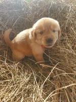 Bear, a male Great Pyrenees and Labrador Retriever for sale in Sanderson, FL – 4 of 4