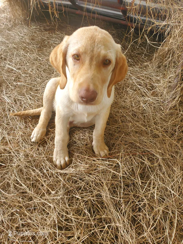 Ellie – Labrador Retriever puppy for sale in Sanderson, FL