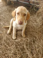 Ellie, a female Labrador Retriever for sale in Sanderson, FL – 1 of 3