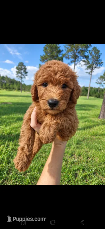 Archie-F1b – Goldendoodle puppy for sale in Sanderson, FL