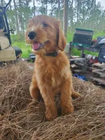 Beau, a male Goldendoodle for sale in Sanderson, FL – 2 of 5