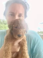 Archie-F1b, a male Goldendoodle for sale in Sanderson, FL – 3 of 4