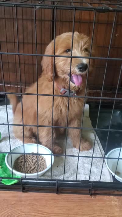 Sadie-Trained!, a female Goldendoodle for sale in Sanderson, FL – 8 of 8