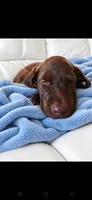 Bear, a male Labrador Retriever for sale in Sanderson, FL – 6 of 8