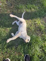 AKC Daisy, a female Labrador Retriever for sale in Sanderson, FL – 3 of 3