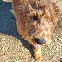 Teddybear, a male Goldendoodle for sale in Sanderson, FL – Photo 3 of 8