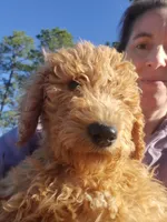 Teddybear, a male Goldendoodle for sale in Sanderson, FL – Photo 6 of 8