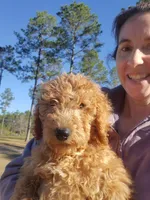 Teddybear, a male Goldendoodle for sale in Sanderson, FL – Photo 7 of 8
