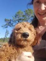 Teddybear, a male Goldendoodle for sale in Sanderson, FL – Photo 2 of 8