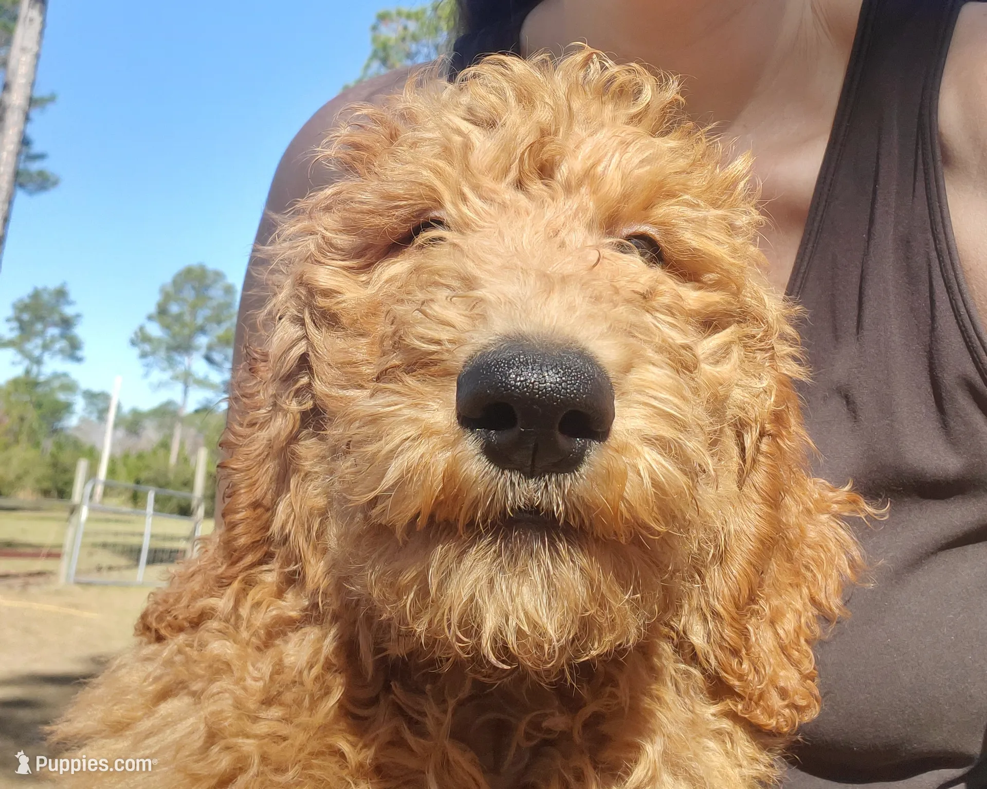 Teddybear, a male Goldendoodle for sale in Sanderson, FL – Photo 4 of 8