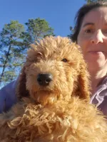 Teddybear, a male Goldendoodle for sale in Sanderson, FL – Photo 8 of 8