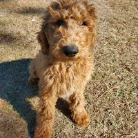 Teddybear, a male Goldendoodle for sale in Sanderson, FL – Photo 1 of 8