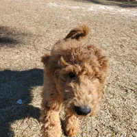 Teddybear, a male Goldendoodle for sale in Sanderson, FL – Photo 5 of 8