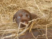 Bear, a male Labrador Retriever for sale in Sanderson, FL – Photo 2 of 9