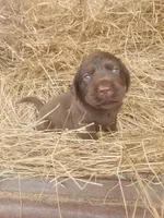 Bear, a male Labrador Retriever for sale in Sanderson, FL – Photo 8 of 9