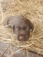 Bear, a male Labrador Retriever for sale in Sanderson, FL – Photo 7 of 9