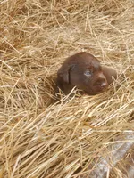 Bear, a male Labrador Retriever for sale in Sanderson, FL – Photo 3 of 9