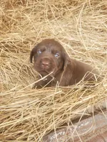 Bear, a male Labrador Retriever for sale in Sanderson, FL – Photo 9 of 9