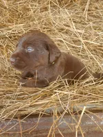 Bear, a male Labrador Retriever for sale in Sanderson, FL – Photo 4 of 9