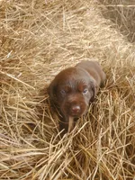 Bear, a male Labrador Retriever for sale in Sanderson, FL – Photo 6 of 9