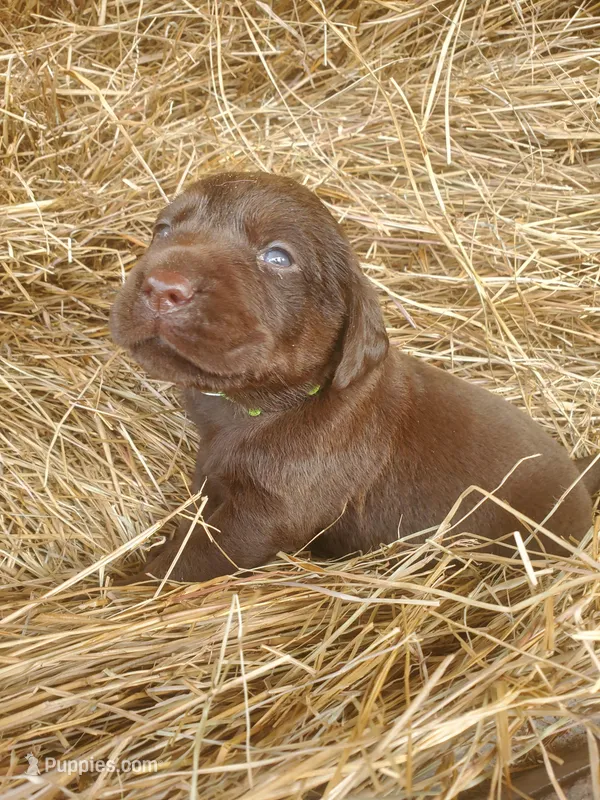 Bear – Labrador Retriever puppy for sale in Sanderson, FL