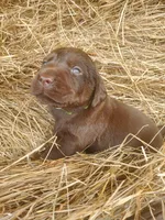 Bear, a male Labrador Retriever for sale in Sanderson, FL – Photo 5 of 9