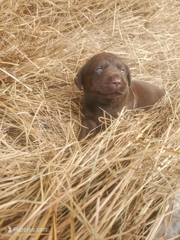 Bear – Labrador Retriever puppy for sale in Sanderson, FL