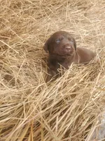 Bear, a male Labrador Retriever for sale in Sanderson, FL – Photo 1 of 9