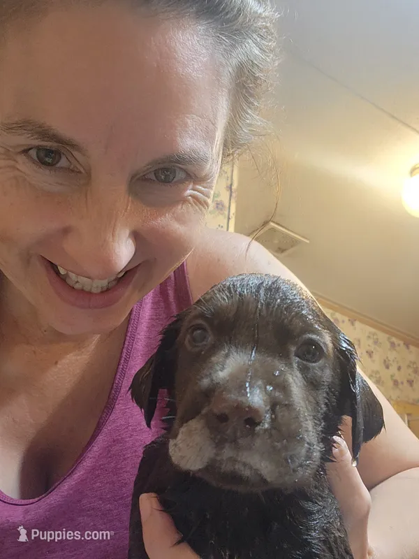 Snickers – Labrador Retriever puppy on hold in Sanderson, FL