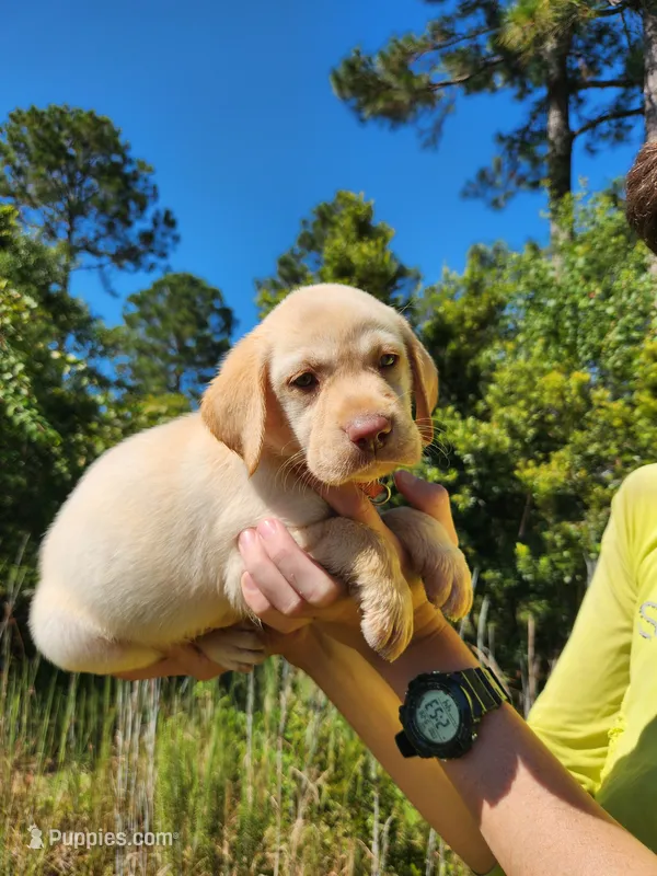 AKC Oakley – Labrador Retriever puppy for sale in Sanderson, FL