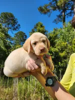 AKC Oakley, a male Labrador Retriever for sale in Sanderson, FL – 2 of 10