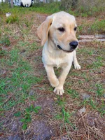 AKC Daisy, a female Labrador Retriever for sale in Sanderson, FL – 2 of 6