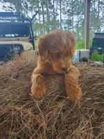 Finn, a male Goldendoodle for sale in Sanderson, FL – 6 of 7