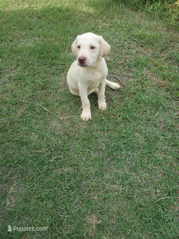 Maisie – Labrador Retriever puppy for sale in Sanderson, FL
