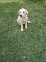 Milo, a male Labrador Retriever for sale in Sanderson, FL – 4 of 5
